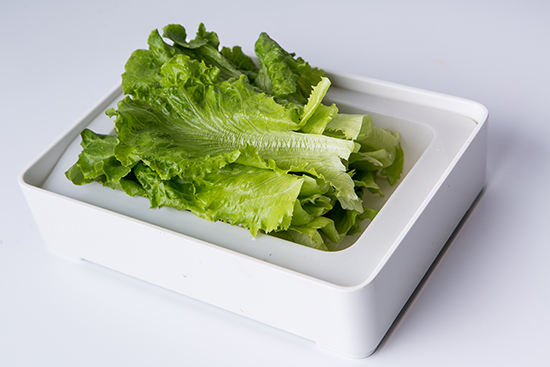 生菜31.jpg